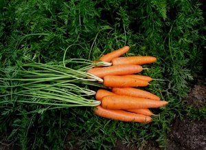 Семена Морковь "Лагуна" F1, лента, 6 м
