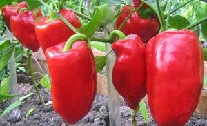 Семена Перец сладкий "Падишах" 0,1 г