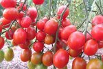 Семена Томат &quot;Карамелька&quot;, раннеспелый, 0,05 г.