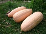 Семена Тыква &quot;Розовый банан&quot;, 5 шт