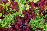 Семена Салат &quot;Веселая грядка&quot; листовой, смесь, 0,5 г