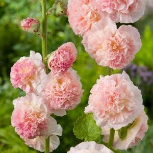Шток-роза "Розовая замша", Дв, DARIT 0,1 г