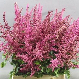 Астильба Astilbe Expression serie Loud and Proud