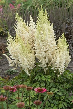 Астильба Astilbe Pearls serie Ivory Pearls