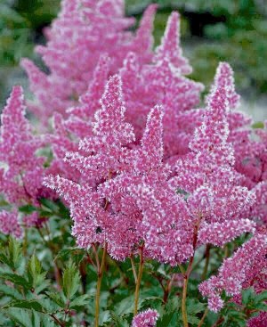 Астильба Astilbe Youandme serie Youandme Always