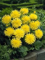Георгина бордюрная Yellow Hapiness