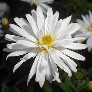 Aster Цветки белые. Цветение обильное, в сентябре-октябре. Высота 30-40 см. Место солнечное или полутенистое. Почва дренированная. Зона 4 (до -29ºС).