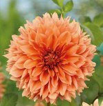 Георгин Фимбриата Orange Impact