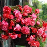 Бегония Cascade Odorosa Sweet Pink каскадная