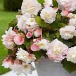 Бегония Cascade Odorosa White Blush каскадная
