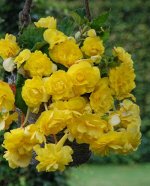 Бегония Cascade Odorosa Yellow Flame каскадная