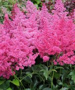 Астильба Gloria Purpurea