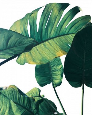 Постер Art-0316 Зеленые листья