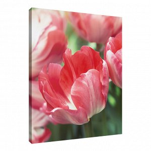 Постер Art-0559 Розовые тюльпаны