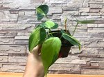 Филоденрон бразил