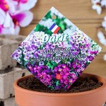 Семена цветов Алиссум DARIT, &quot;Ежевичные меренги&quot;, однолетник, 0,2 г