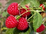 Кустарники декоративные и плодово-ягодные. Платим вторые 50%