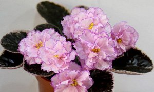 Фиалка Крупные махровые и полумахровые нежно-розовые цветы с карандашной вишнёвой обводкой. Красивая аккуратная пестролистная розетка.