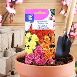 Семена цветов Хризантема многоцветковая Корейская смесь, 0,02 г