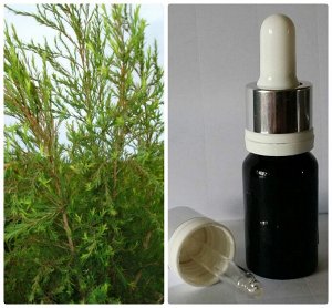 34 Эфирное масло Чайное дерево Melaleuca alternifolia Cheel, 10 мл