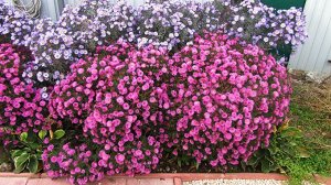 Aster Куст компактный, почти шаровидной формы. Высота во  время цветения до 40 см. Цветет в августе – сентябре. Соцветия-корзинки с желтой серединкой, собраны в щитки. Лепестки карминно-розовые.