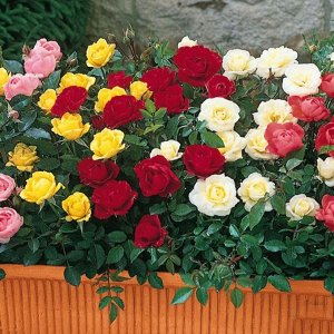 Розы микс Морозостойкость до -25
Разные сорта, без подписи