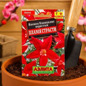 Семена Цветов Ипомея "Квамоклит Пламя страсти", 15 шт