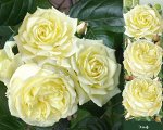 Роза Эльф (Плетистая) 1шт (Сиб сад)