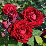 Роза Таманго (Спрей) 1шт (Сиб сад)