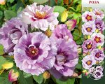 Роза Айс фо Ю (Флорибунда) 1шт (Сиб сад)