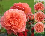 Роза Бельведер (Парковая) 1шт (Сиб сад)