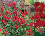 Роза Амадеус (Плетистая) 1шт (Сиб сад)