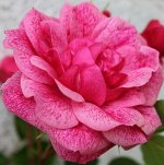 Роза Моден Руби (Канадская) 1шт (Сиб сад)