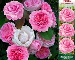 Роза Прейри Джой (Канадская) 1 шт (Сиб сад)