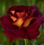 Роза Эдди Митчел (Чайно-гибридная) 1шт (Сиб сад)