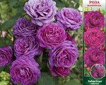 Роза Хайди Клум (Миниатюрная) 1шт (Сиб сад)