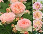 Роза Пастелла (Флорибунда) 1шт (Сиб сад)