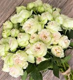 Роза Бланшетт (Спрей) 1шт (Сиб сад)