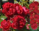 Роза Флорентина (Плетистая) 1шт (Сиб сад)