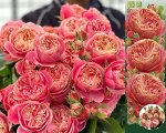 Роза Викториан Классик (Спрей) 1шт (Сиб сад)