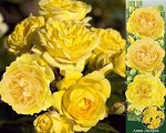 Роза Анни Дюпрейн (Шраб) 1шт (Сиб сад)