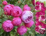 Роза Помпонелла (Флорибунда) 1шт (Сиб сад)