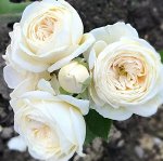 Роза Артемис (Шраб) 1шт (Сиб сад)
