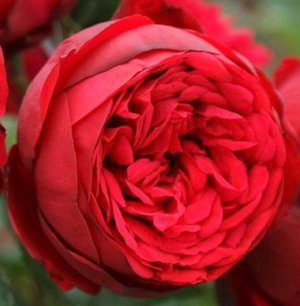 Роза Пиано (Чайно-гибридная) 1шт (Сиб сад)