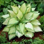 Полс Глори, Многолетние цветы, 2-3 султанчика