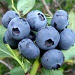Голубика Спартан 2-летка 25-40см 1.6л (саженец с этикеткой) 1шт (Сиб Сад)