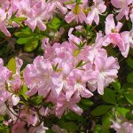 Рододендрон Шлиппенбаха Розовое дерево