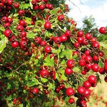 Семена кустарников и деревьев