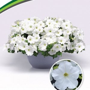 Петуния Изи Вейв Уайт многоцветковая каскадно-ампельная