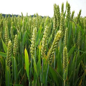 Пшеница озимая Лагуна (сидерат)